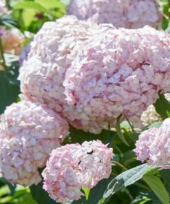 Šviesioji hortenzija 'CANDYBELLE BUBBLEGUM'
