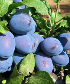 Slyva Čačanska Naibolja