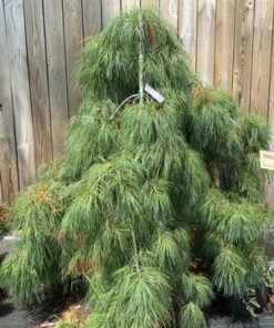 Veimutinė pušis 'Angel Falls'
