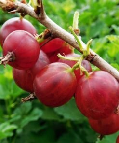 Krūminiai raudoni agrastai ‘Captivator’