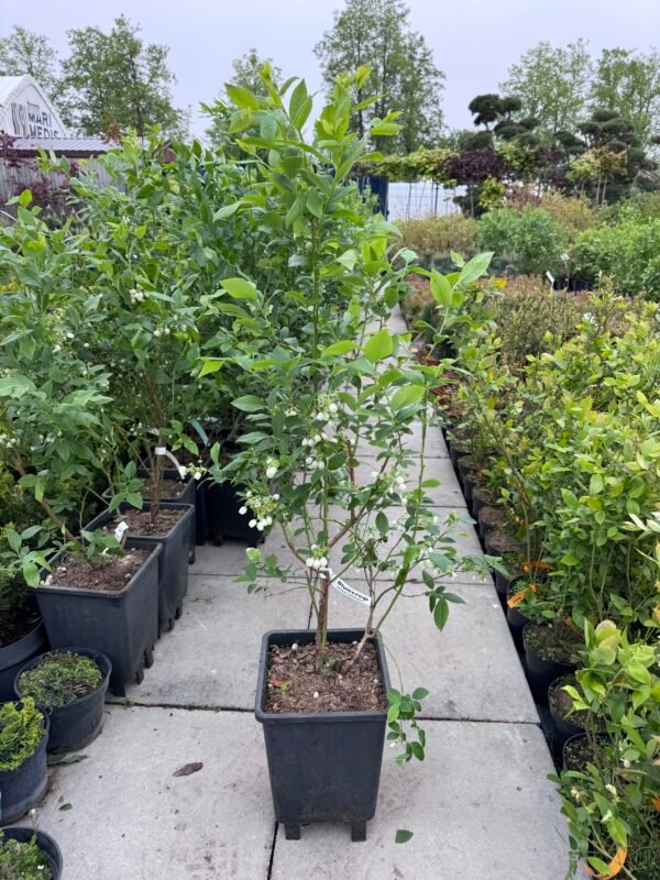 silauoge bluecrop