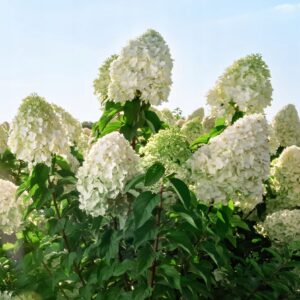 Polar-Bear-hortenzija