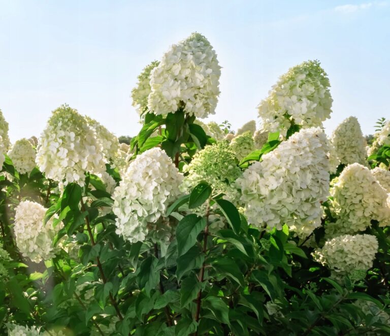 Polar-Bear-hortenzija