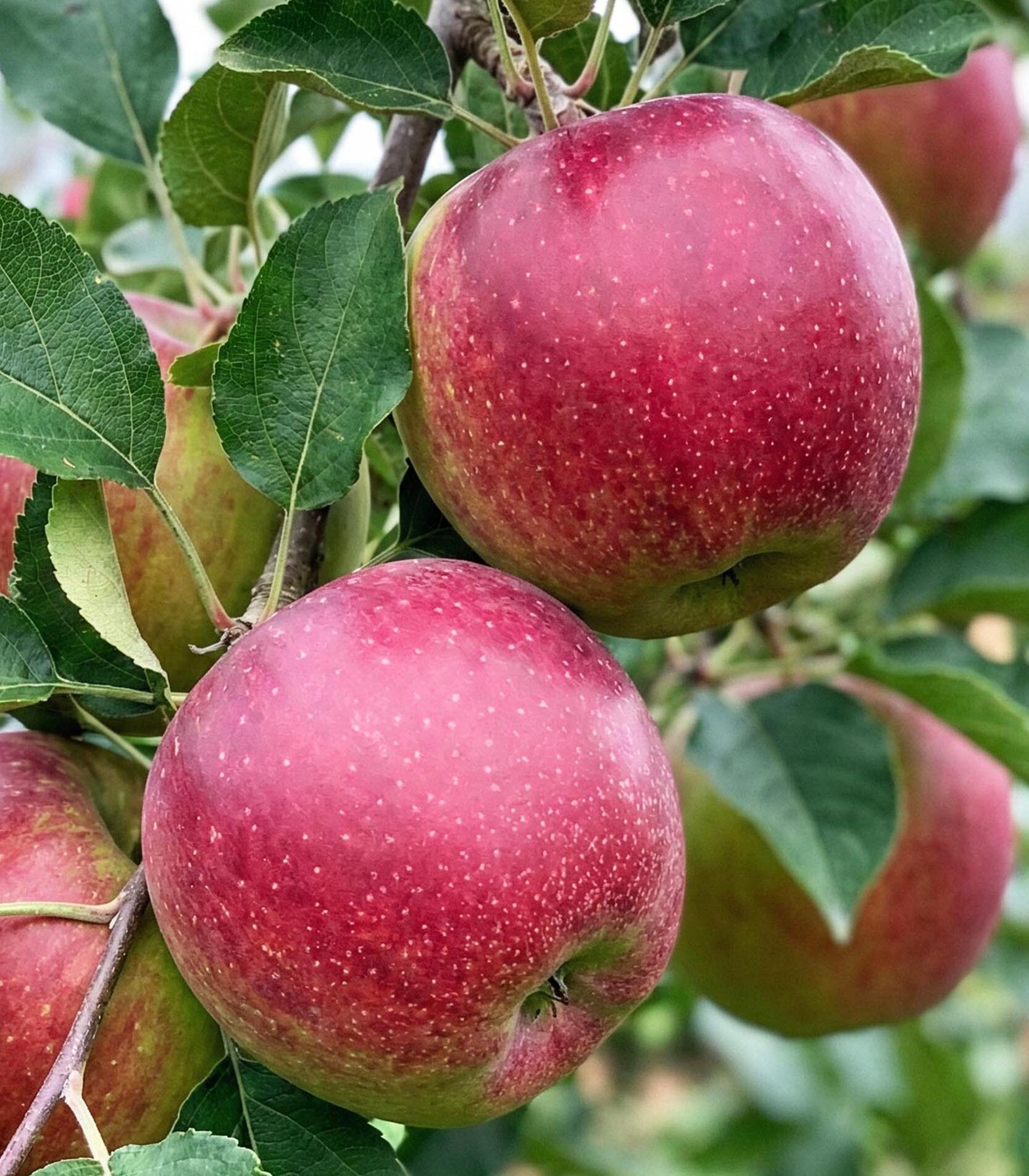 obelis lobo obelis žiemine lobo