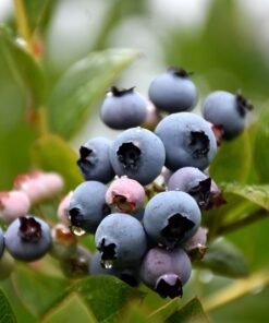 Ankstyvoji Šilauogė 'Patriot'