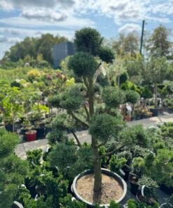 Formuota pušis Nr.8