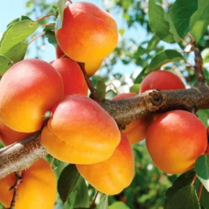 abrikosas siauras triumfas gkvaismedziai