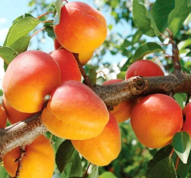 abrikosas siauras triumfas gkvaismedziai