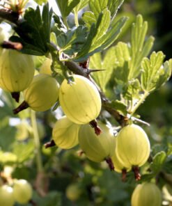 Krūminiai geltonieji agrastai ‘Invicta’