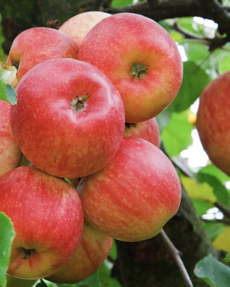 auksis obelis obelis auksis