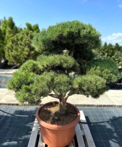 Formuota pušis Nr. 19