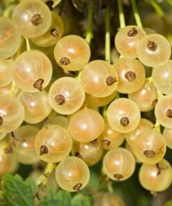 Geltonieji serbentai "Juteborg"