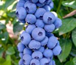 bluecrop silauoge