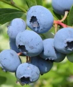 Vidutinio vėlyvumo Šilauogė 'Bluecorp'