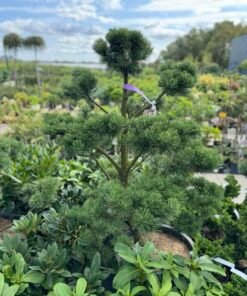 Formuota pušis Nr. 10