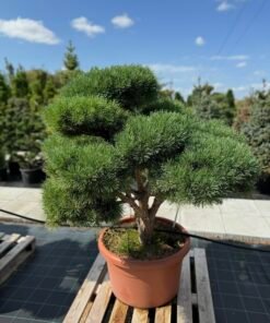 Formuota pušis Nr. 15