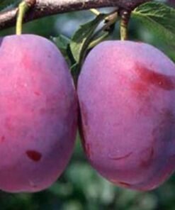 Slyva Čačanska Rana