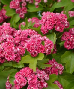 Gudobelė "Paul Scarlet"