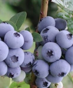 Vidutinio vėlyvumo šilauogė 'Chandler'