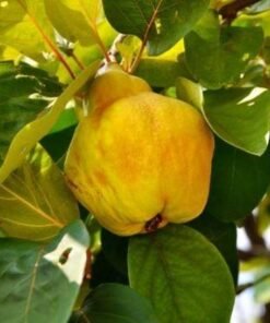 Cidonija - kriaušės formos