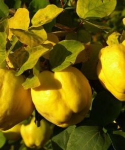 Cidonija - obuolio formos