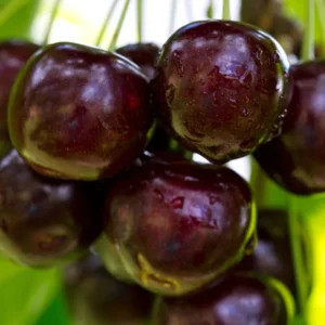 tresne velyva regina