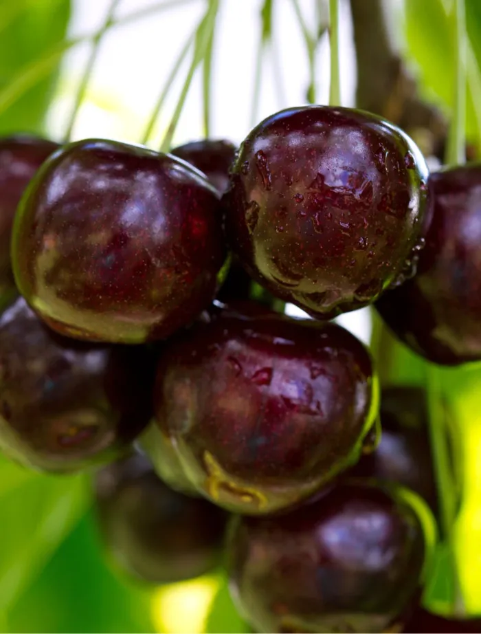 tresne velyva regina