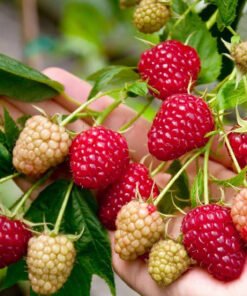 Avietė „Delniwa“