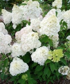 Šluotelinė hortenzija 'DIAMANTINO'