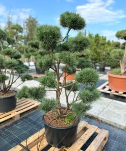 Formuota pušis Nr. 26