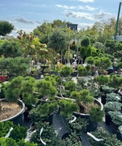 Formuota pušis Nr. 7