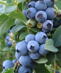 Vidutinio ankstyvumo šilauogė 'Elizabeth"