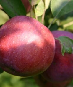 Obelis Imperija (Empire)