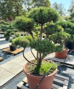 Formuota pušis Nr. 18