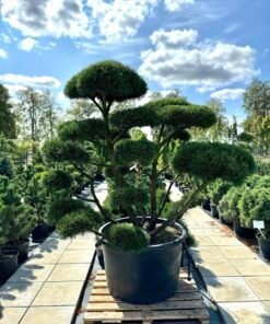 Formuota pušis Nr. 12