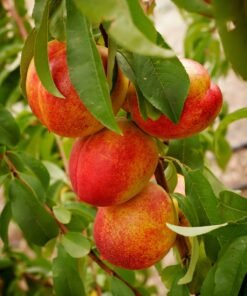 Nektarinas "Fantasia"