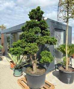 Formuotas puskiparisis Nr. 4