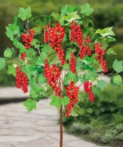 Kamieninis raudonasis serbentas