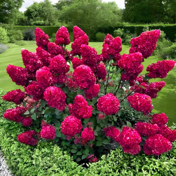 hortenzija fraise melba