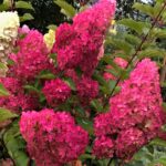 fraise melba hortenzija