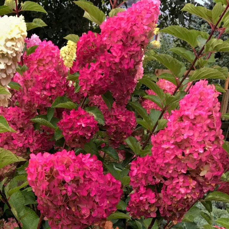 fraise melba hortenzija