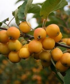 Rojaus obelis geltonais obuoliukais