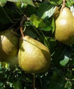 Kriaušė "General Leclerk"