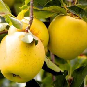 obelis Golden delicious
