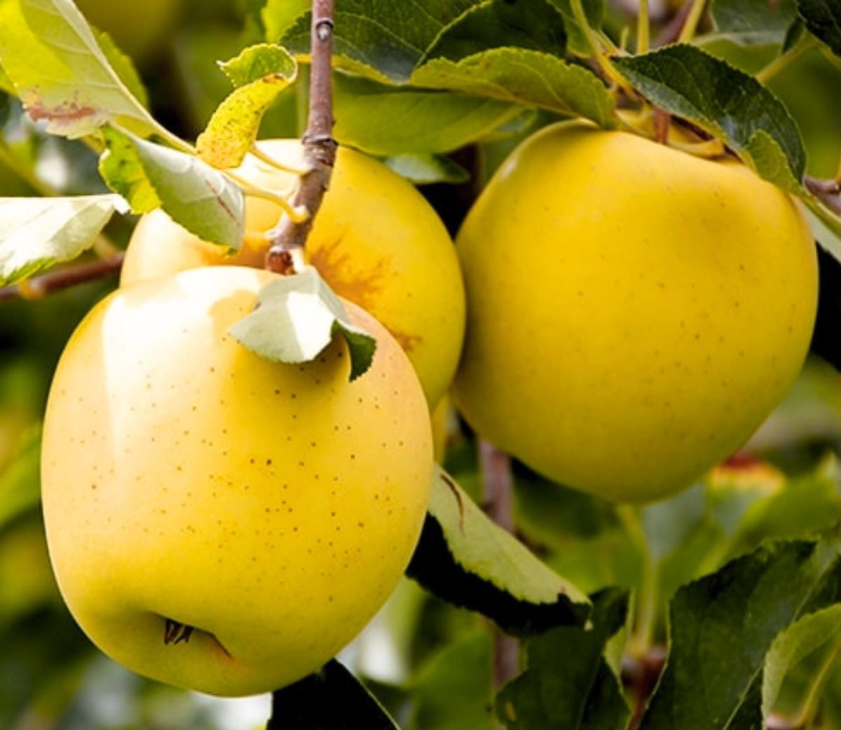 golden obelis obelis Golden delicious
