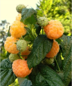 Avietė „Golden Queen“