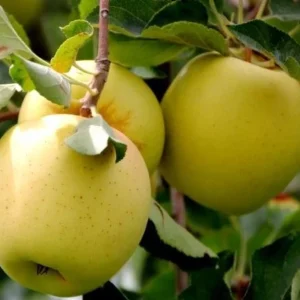 obelis žiemine golden