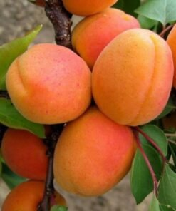 Abrikosas "Goldrich"