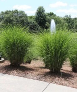 Kininis miskantas GRACILIMUS