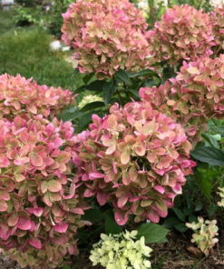 Šluotelinė hortenzija 'Graffiti'